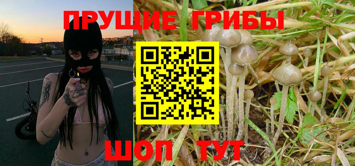 Псилоцибиновые грибы Psilocybe  Симферополь 